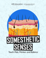 Somesthetic senses.pdf